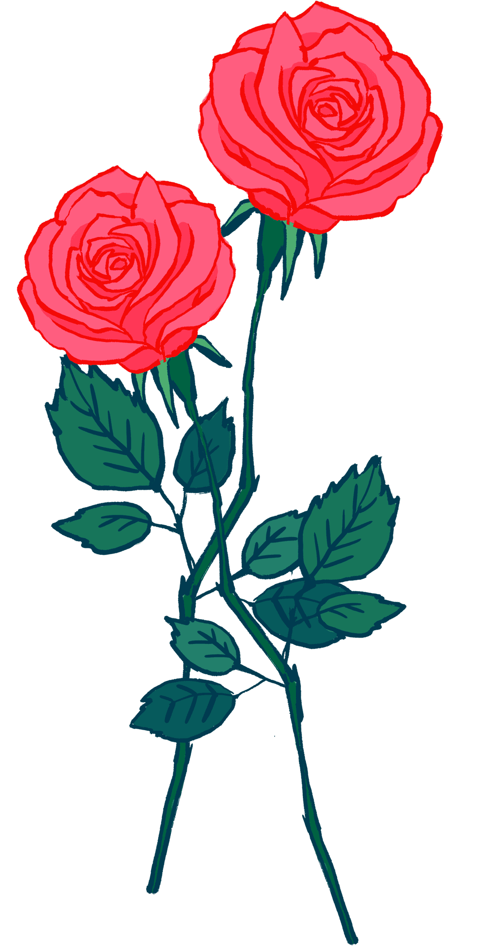 Vibrant Red Roses Drawing PNG Image