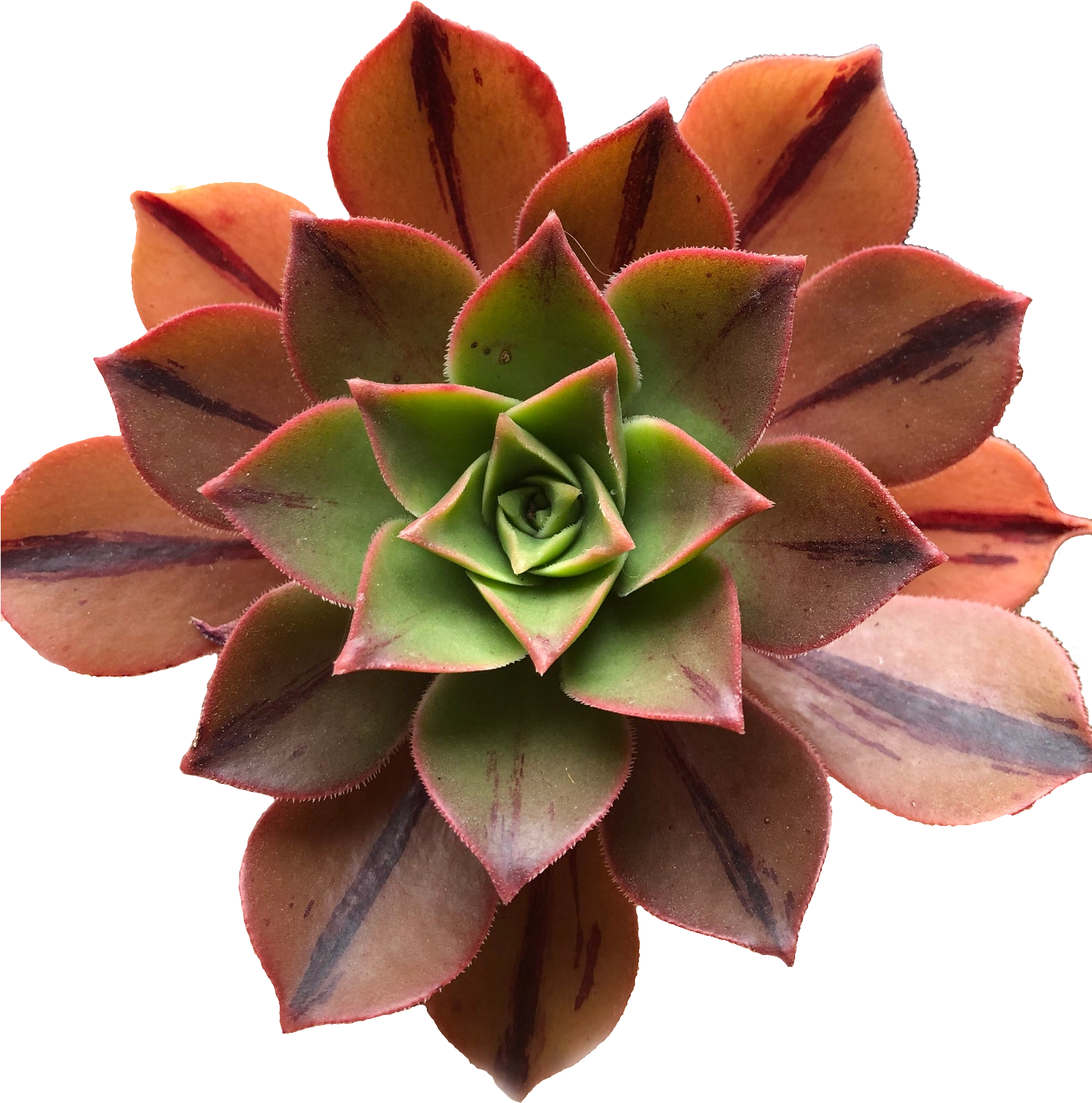 Vibrant Red Tipped Succulent PNG Image