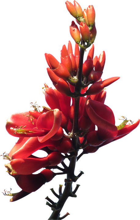 Vibrant Red Tropical Flower PNG Image