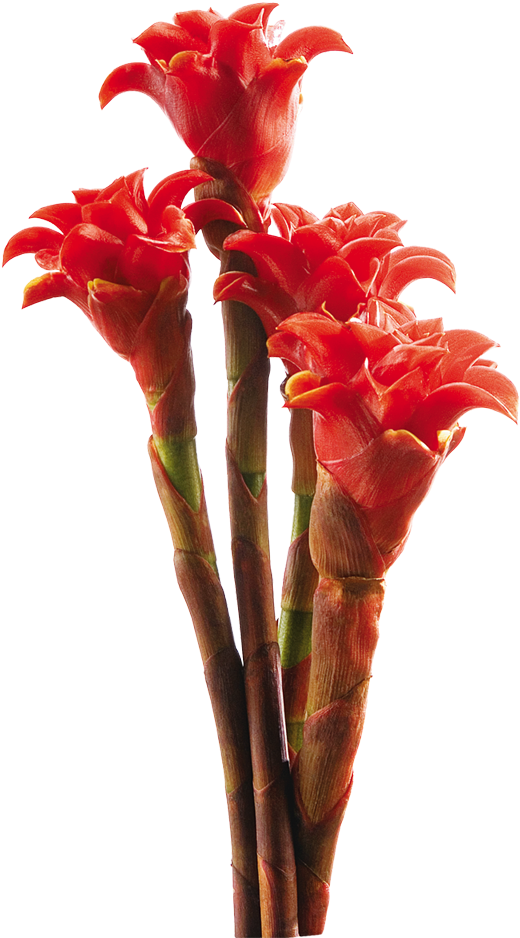 Vibrant Red Tropical Flowers PNG Image