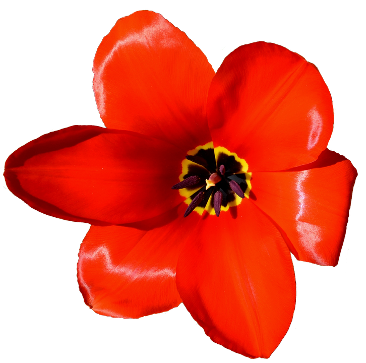 Vibrant_ Red_ Tulip_ Closeup.png PNG Image