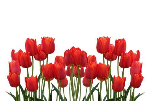 Vibrant Red Tulips Against Black Background.jpg PNG Image