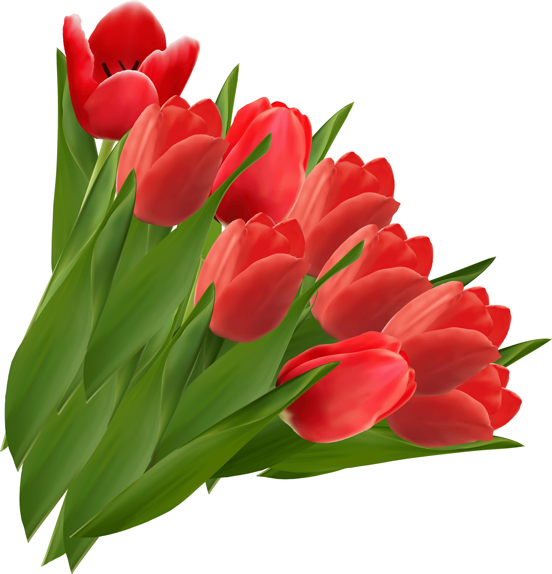 Vibrant Red Tulips Bouquet PNG Image