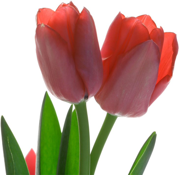 Vibrant Red Tulips Transparent Background PNG Image