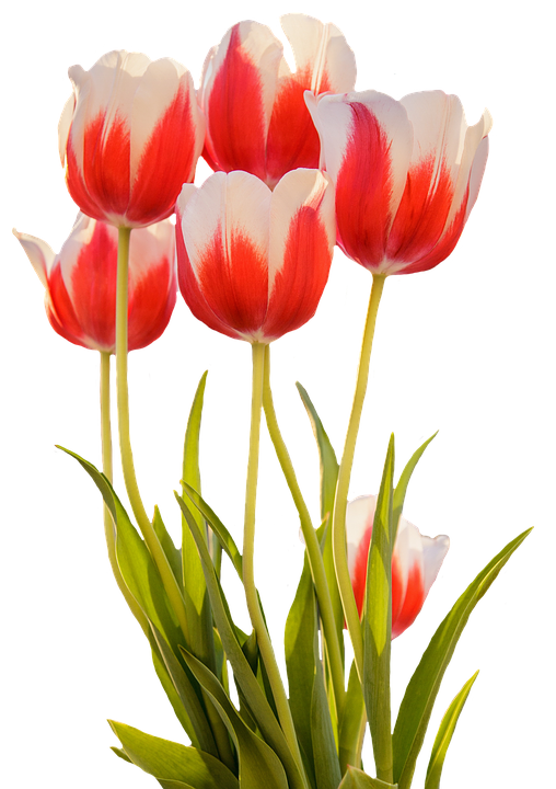 Vibrant Red White Tulips PNG Image