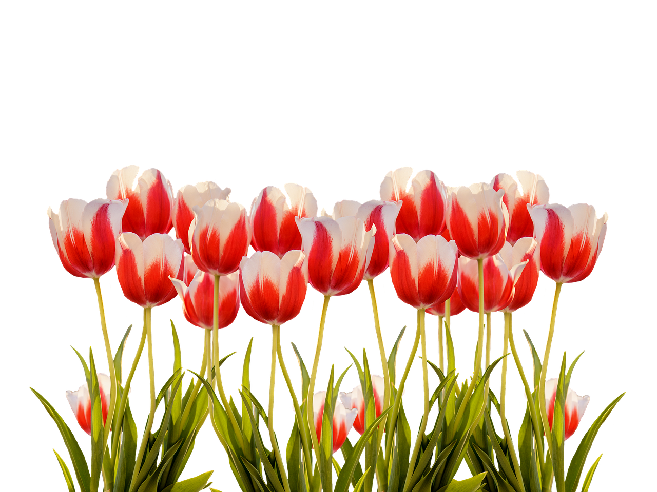 Vibrant Red White Tulips Black Background.jpg PNG Image