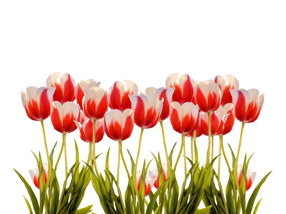 Vibrant Red White Tulips Floral Display PNG Image