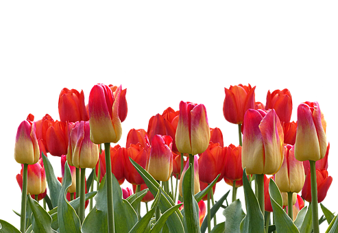 Vibrant Red Yellow Tulips Black Background.jpg PNG Image