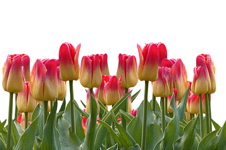 Vibrant Red Yellow Tulips PNG Image