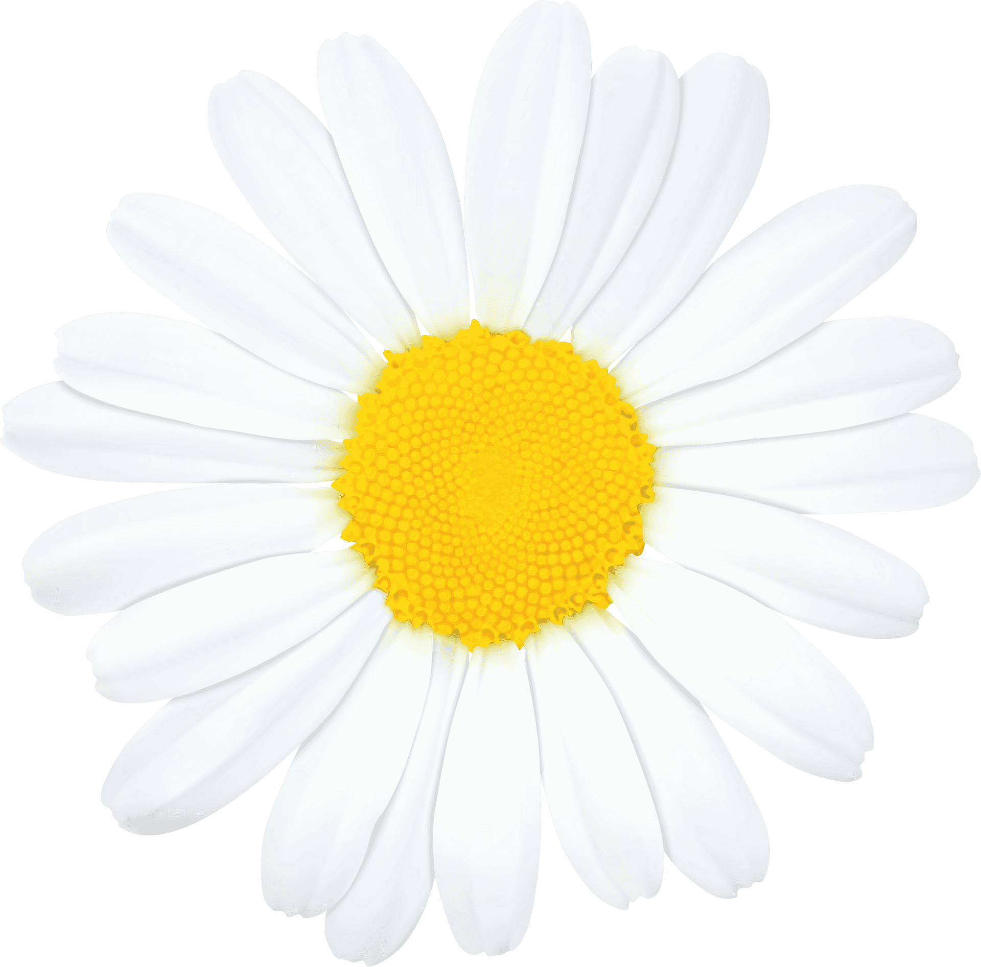 Vibrant Single Daisy Flower PNG Image