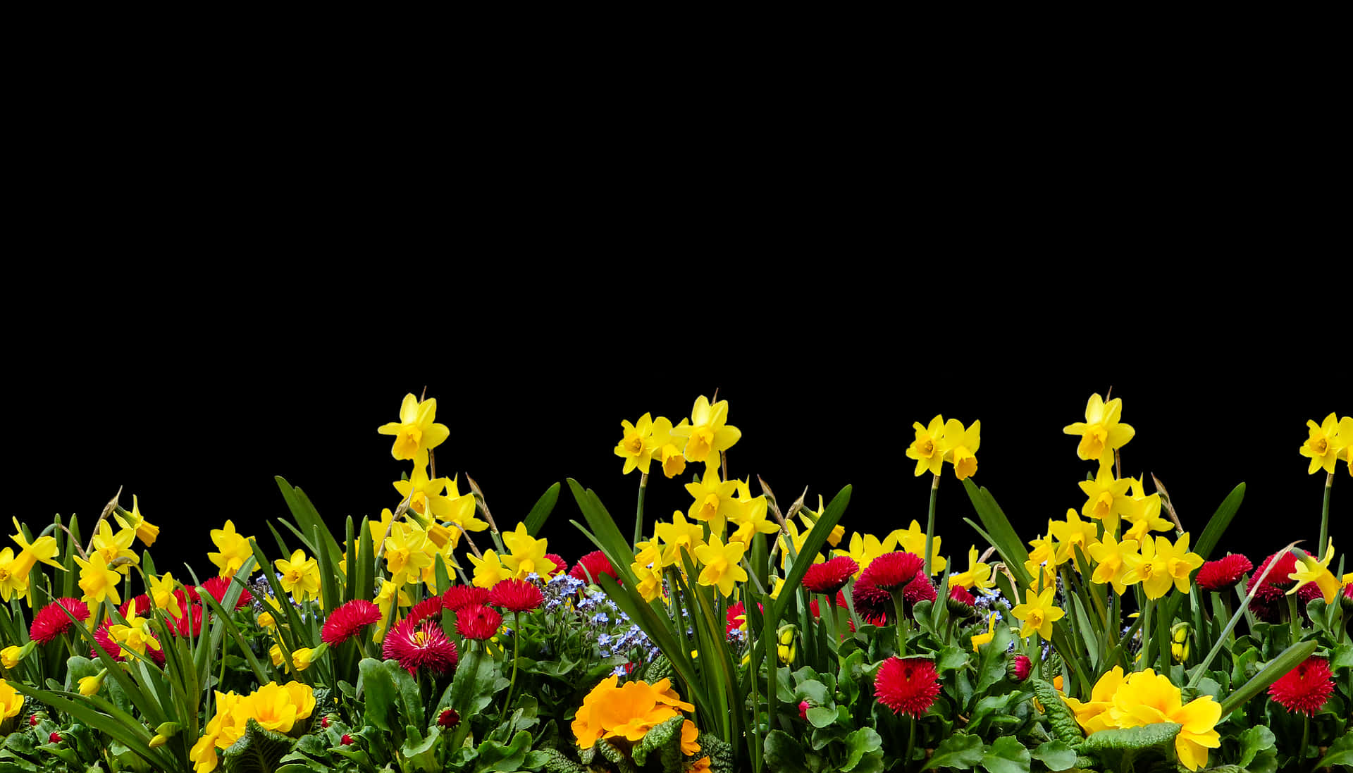 Vibrant Spring Flower Borderon Black Background.jpg PNG Image