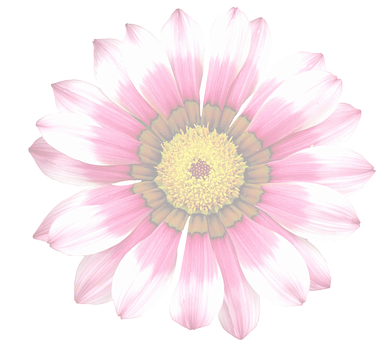 Vibrant Summer Bloom PNG Image