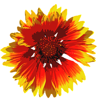 Vibrant Summer Bloom PNG Image