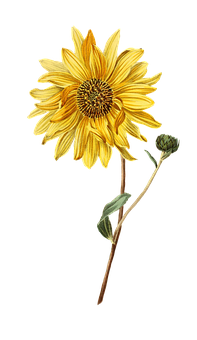 Vibrant Sunflower Against Black Background PNG Image