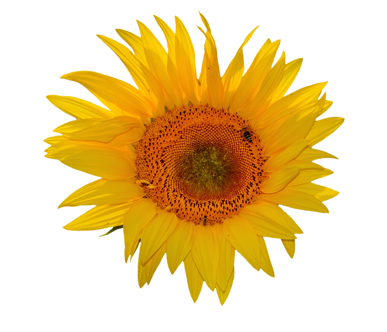 Vibrant Sunflower Against Black Background.jpg PNG Image