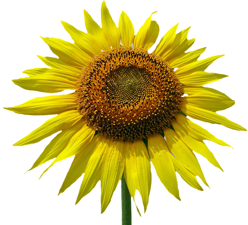 Vibrant Sunflower Against Blue Background.png PNG Image