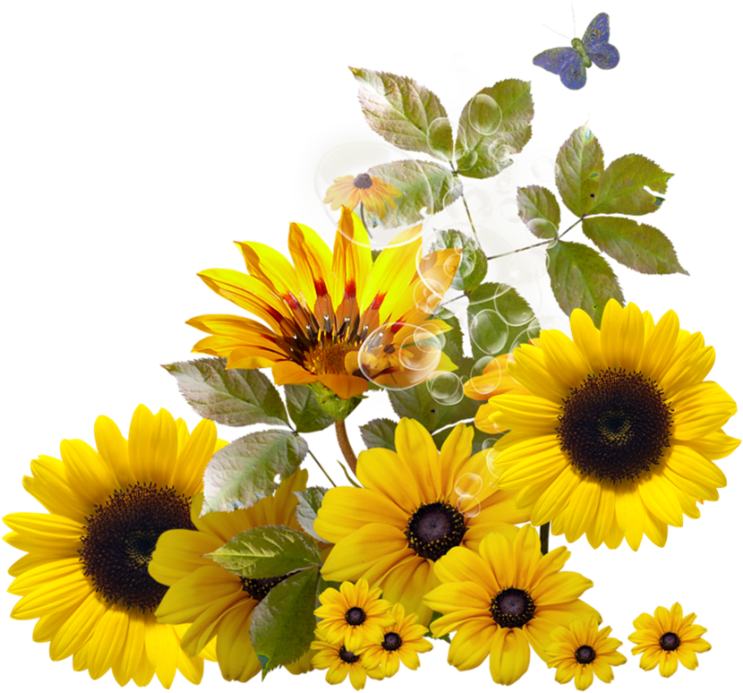 Vibrant Sunflower Arrangement PNG Image