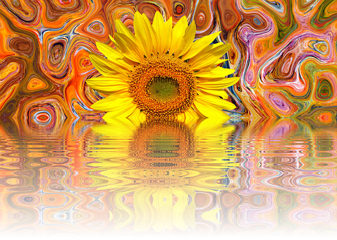 Vibrant Sunflower Artistic Reflection.jpg PNG Image