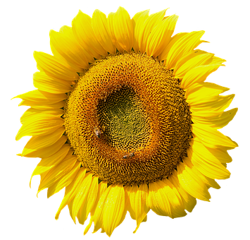 Vibrant Sunflower Black Background PNG Image