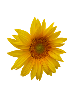 Vibrant Sunflower Black Background.jpg PNG Image