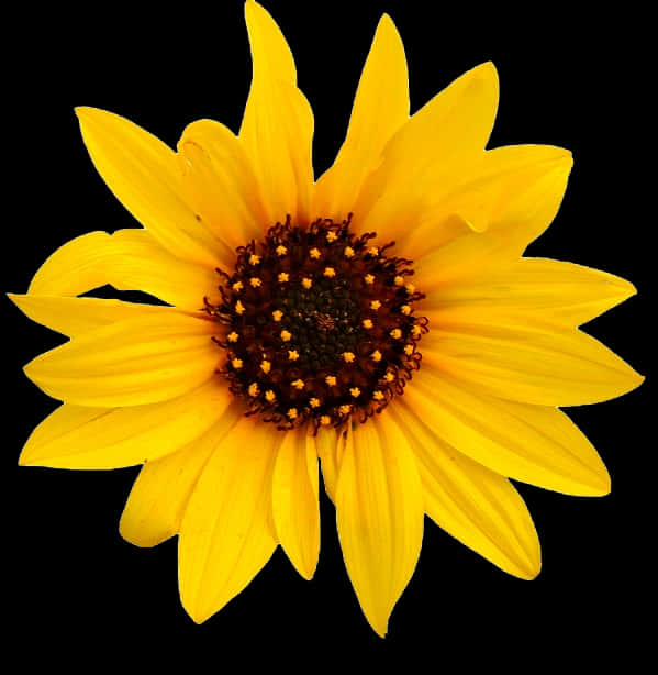 Vibrant_ Sunflower_ Black_ Background.jpg PNG Image