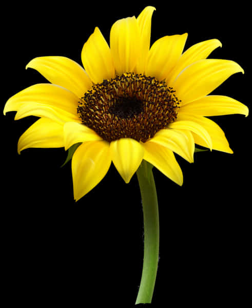 Vibrant Sunflower Black Background PNG Image