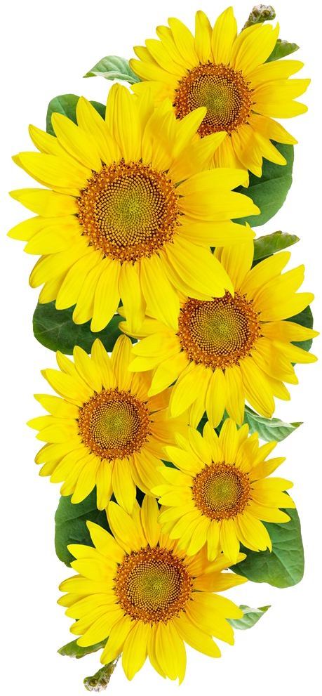 Vibrant_ Sunflower_ Bouquet.png PNG Image