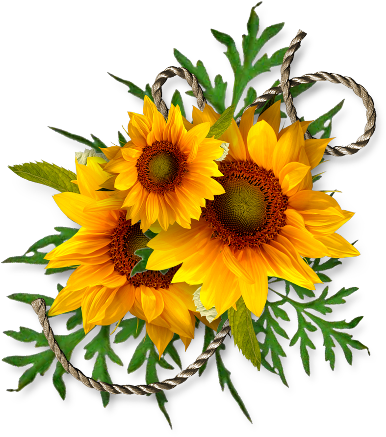 Vibrant Sunflower Clipart PNG Image