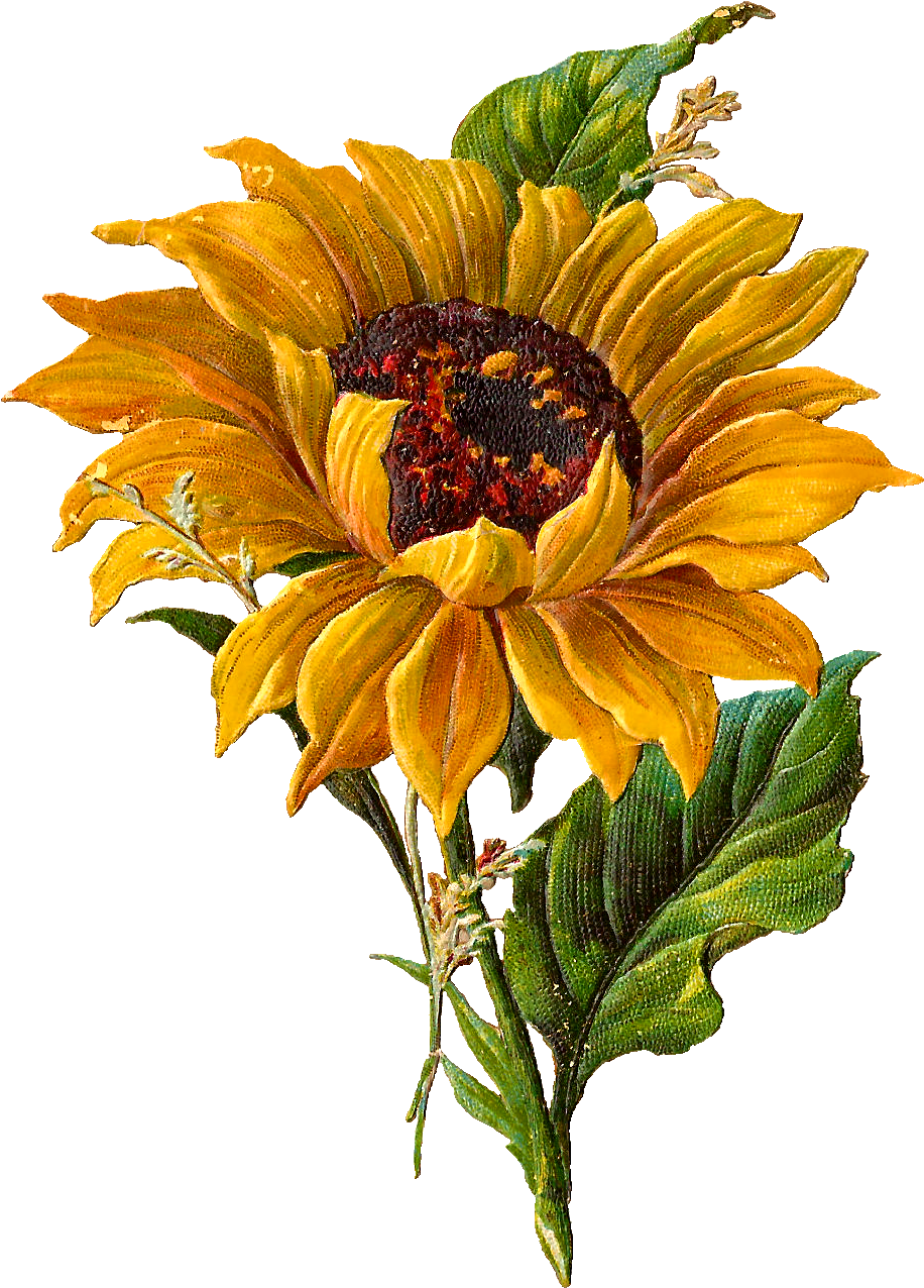 Vibrant Sunflower Clipart PNG Image