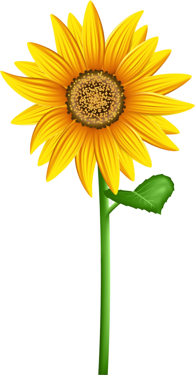 Vibrant_ Sunflower_ Clipart.png PNG Image