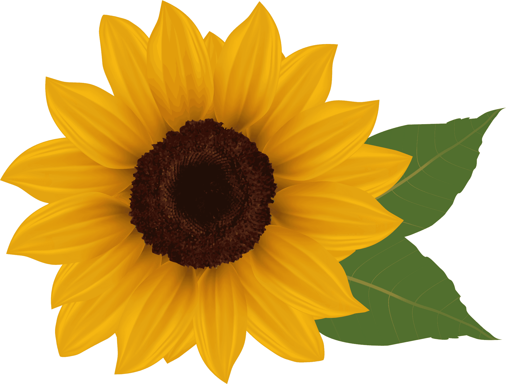 Vibrant Sunflower Illustration PNG Image