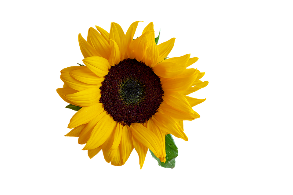 Vibrant Sunflower Isolated Background PNG Image