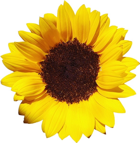 Vibrant Sunflower Isolated.png PNG Image