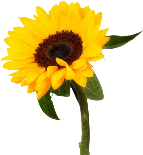 Vibrant_ Sunflower_ Isolated.png PNG Image