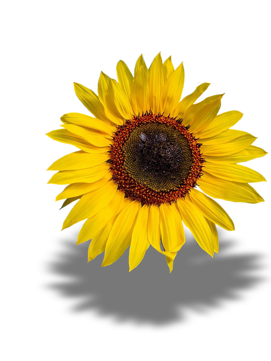 Vibrant Sunflower Single Bloom PNG Image