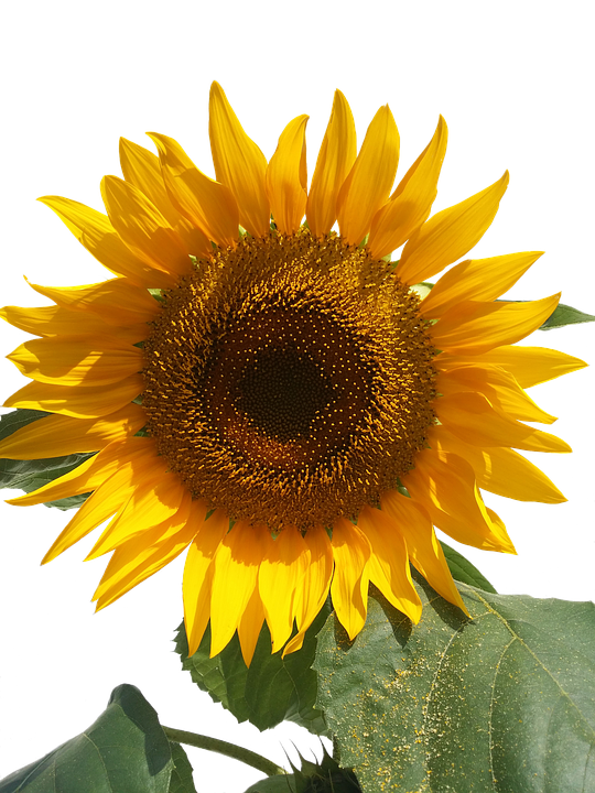 Vibrant Sunflower Sky Background PNG Image