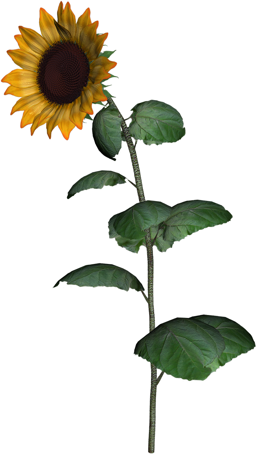 Vibrant Sunflower Stem.png PNG Image