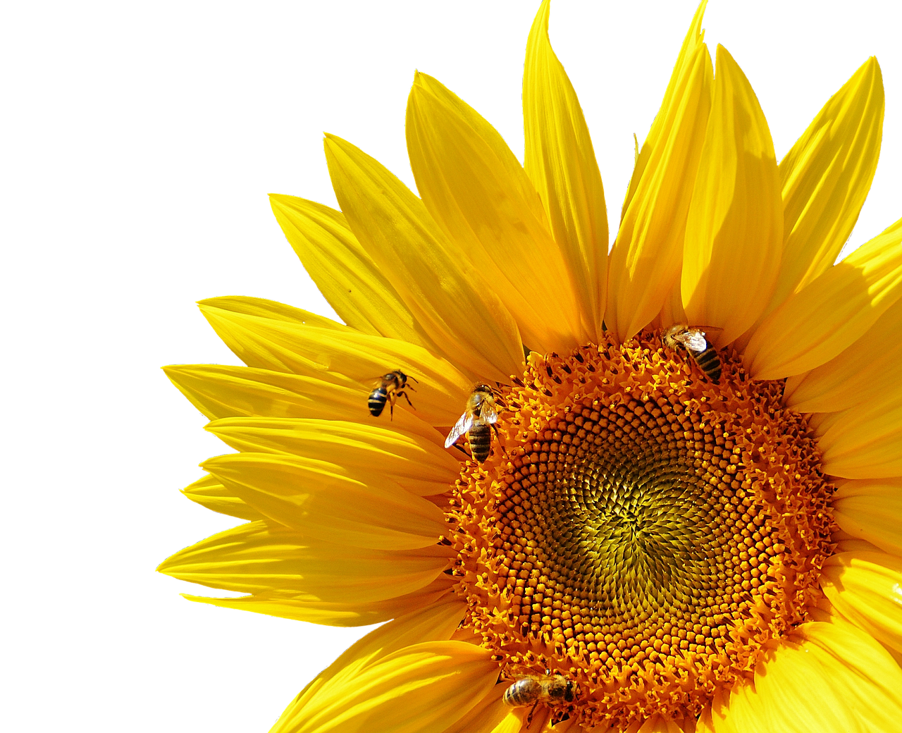 Vibrant Sunflowerand Bees PNG Image