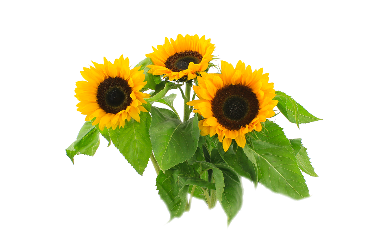 Vibrant Sunflowers Black Background PNG Image