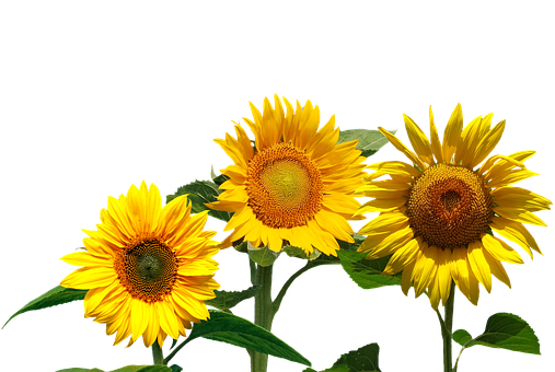 Vibrant Sunflowers Black Background PNG Image