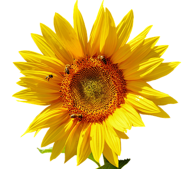 Vibrant Sunflowerwith Bees PNG Image