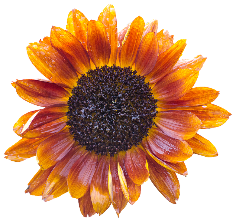 Vibrant Sunflowerwith Dew Drops PNG Image