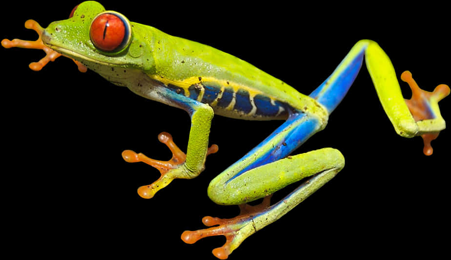 Vibrant Tree Frog In Mid Leap PNG Image