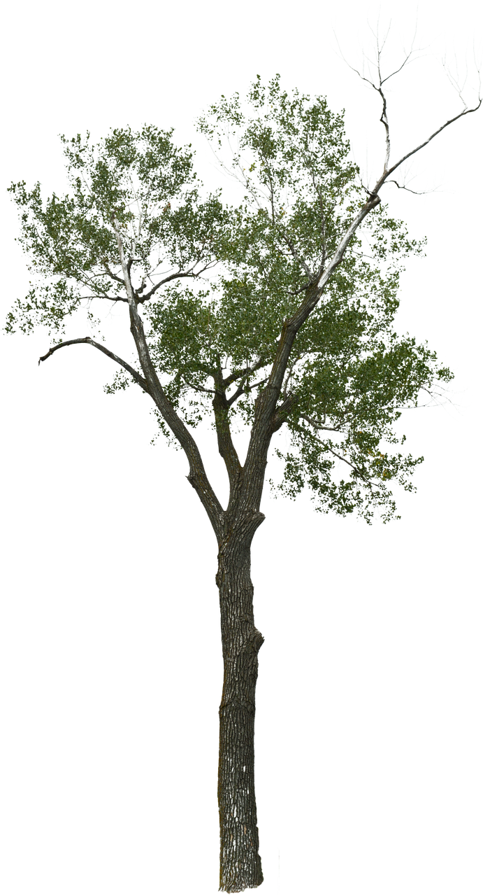 Vibrant Tree Partial Dead Branches.png PNG Image