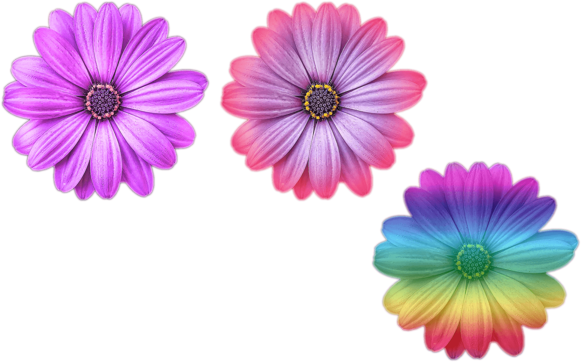 Vibrant_ Trio_of_ Artistic_ Flowers.png PNG Image