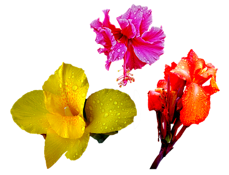 Vibrant Trioof Tropical Flowers PNG Image