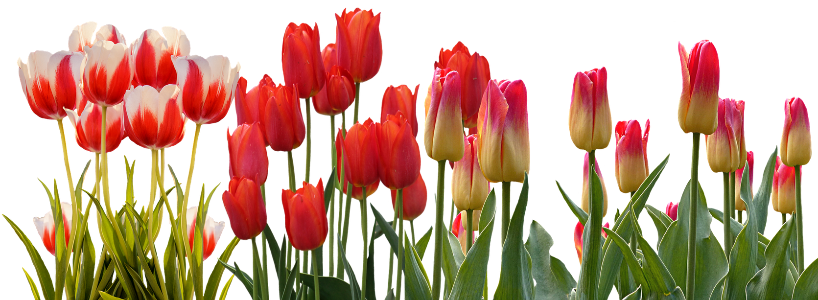 Vibrant Tulip Array PNG Image