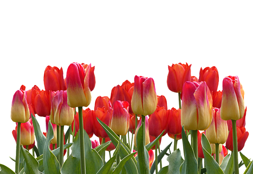 Vibrant_ Tulip_ Bouquet PNG Image