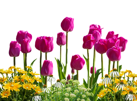 Vibrant Tulips Against Black Background PNG Image