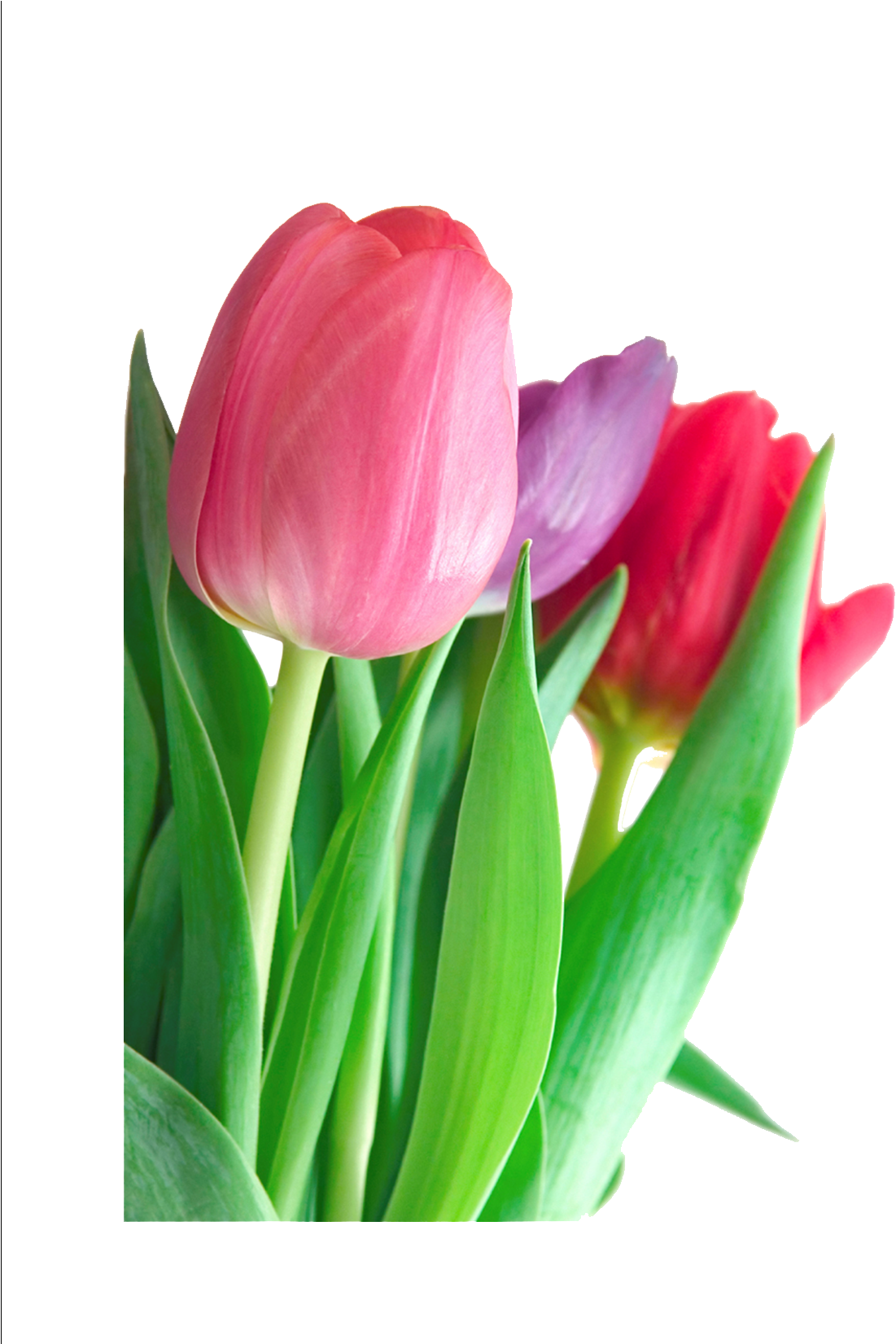 Vibrant Tulips Bouquet.png PNG Image